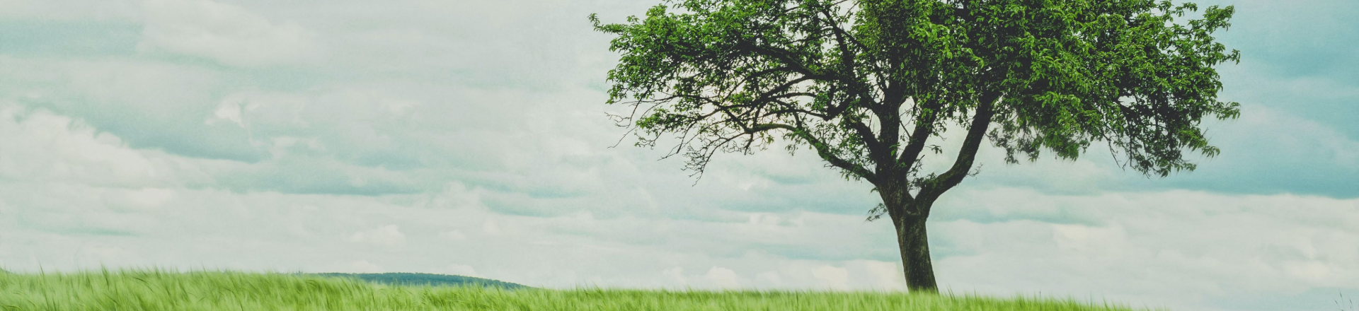 可持續(xù)發(fā)展